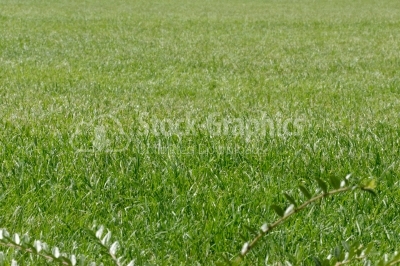 Real green grass background