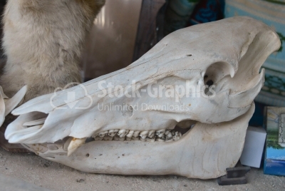 Real skull of animal