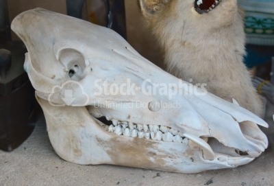 Real skull of animal