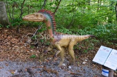 Realistic model of dinosaur Coelophysis at Dinopark