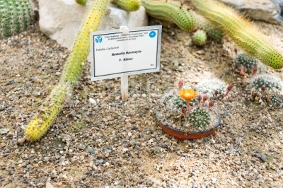 Rebutia Flavistyla small cactus