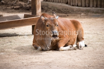 Red cow resting