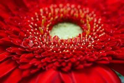 Red Gerber Daisy Macro Shot Of Petals