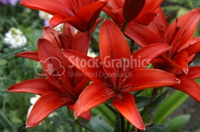 Red lilies