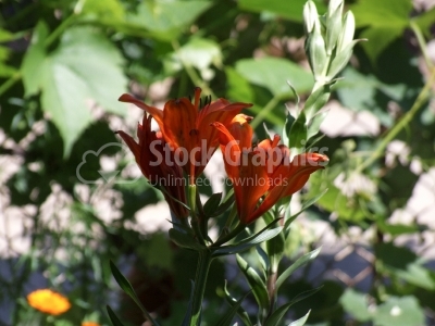 Red lily - Stock Image