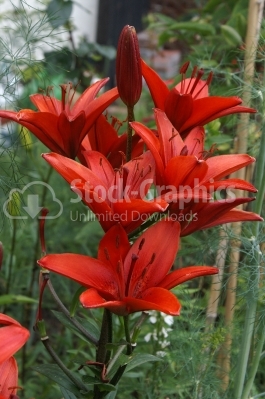 Red lily flower