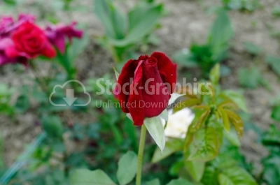 Red rose - Stock Image