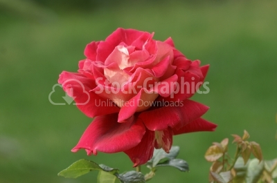 Red Rose In The Garden - Stock Image