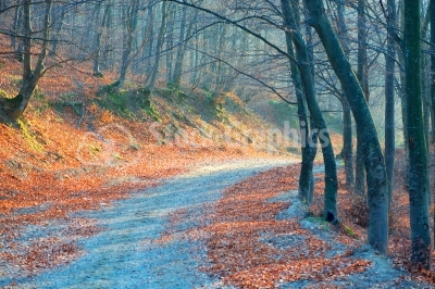 Road through a golden forest at autumn