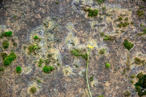 Rocks with moss texture
