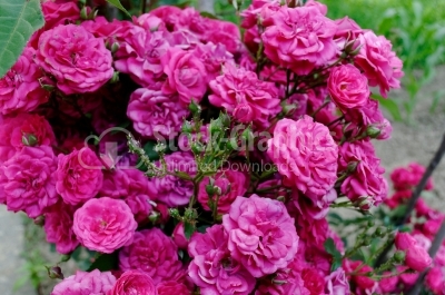 Rose bush - Stock Image