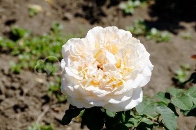 Rose Garden - Stock Image