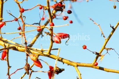 Rose hips on branch against the blue sky