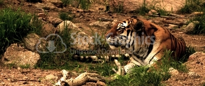 Royal bengal tiger in its natural habitat 