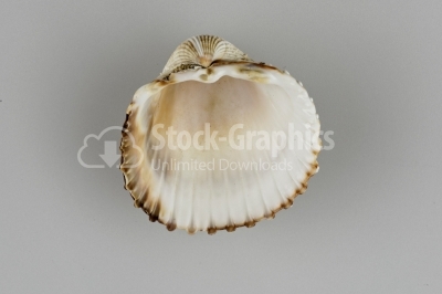 Scallop Seashell 