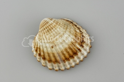 Scallop seashell  image on white