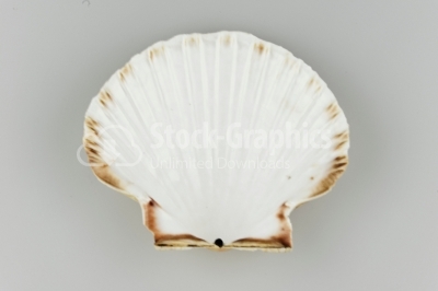 Scallop Seashell  photo