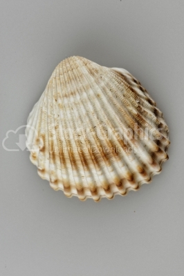 Scallop Seashell close-up