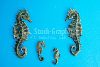 Sea horses on blue background
