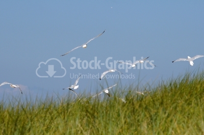 Seagulls flying over green field