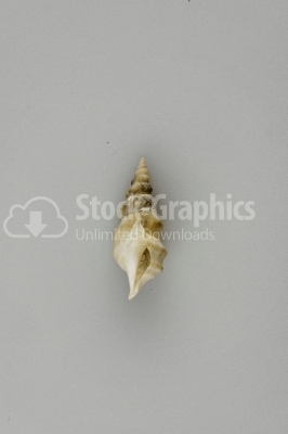 Seashell - photo