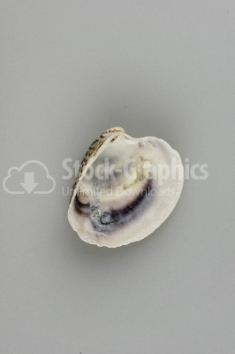 Seashells as background - Stock Image