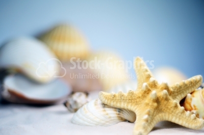 Seashells pieces