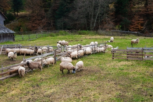 Sheep farm, green field on the hil