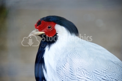 Silver pheasant Lophura nycthemera white bird with red face