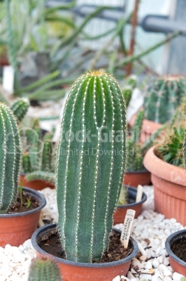 Single Cylinder Cactus vibrant-coloured