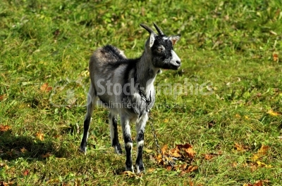 Single Goat On Grass One Summer Day - Stock Image