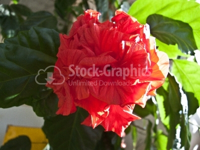 Single red rose - Stock Image