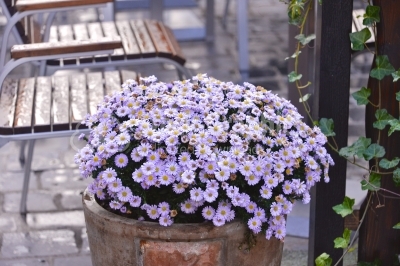 Small decorative purple flowers