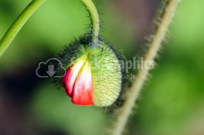 Small Flower in Macro Photography
