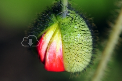 Small Flower in Macro Photography