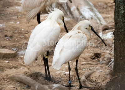 Snowy Egret