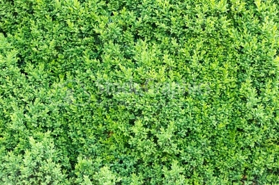 Spike moss green pattern close-up