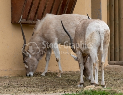 Springbok, Antelope