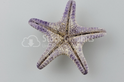 Starfish - Stock Image