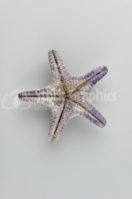 Starfish - Stock Image