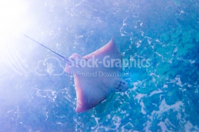 Stingray swimming in deep water
