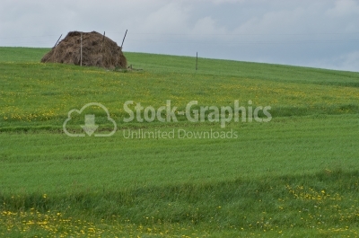 Summer Landscape - Stock Image
