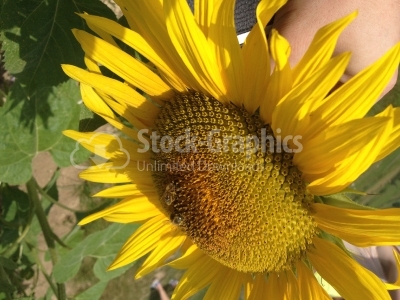 Sun flower close up