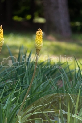 Thistle species flowering plant