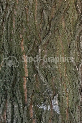 Tree bark surface