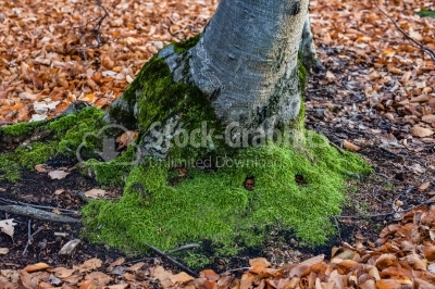 Tree roots with green moss
