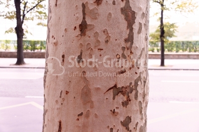 Tree trunk on the street