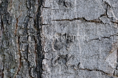 Tree trunk surface