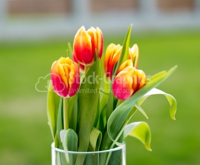Tulip. Beautiful bouquet of tulips