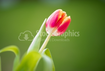 Tulip with blurred background